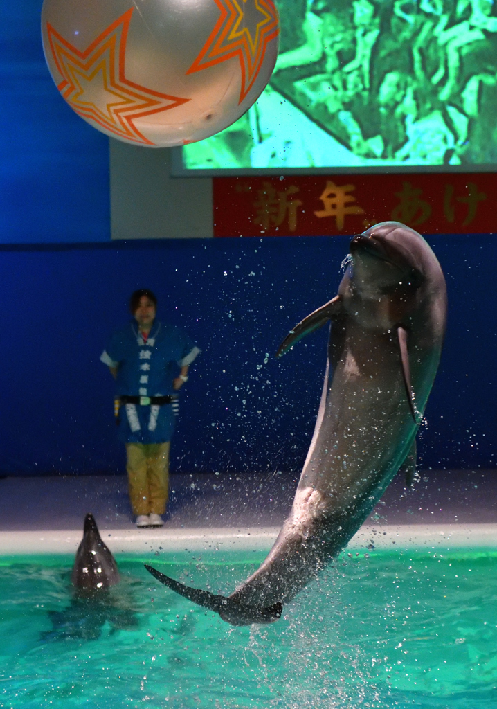 新春イルカパフォーマンス3