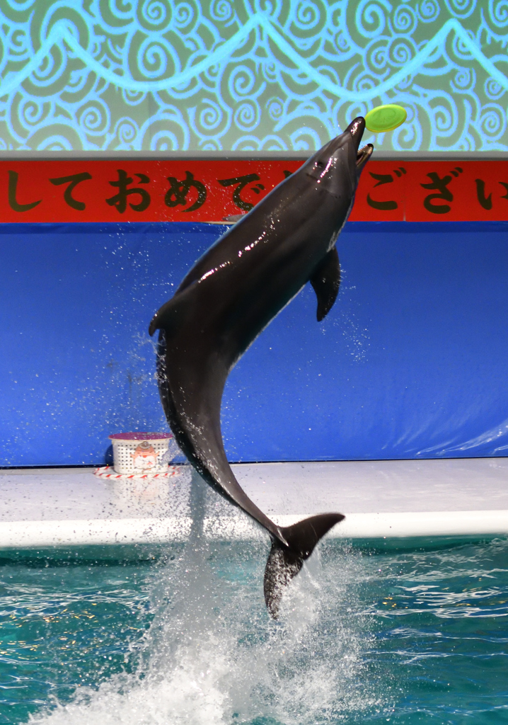 新春イルカパフォーマンス6