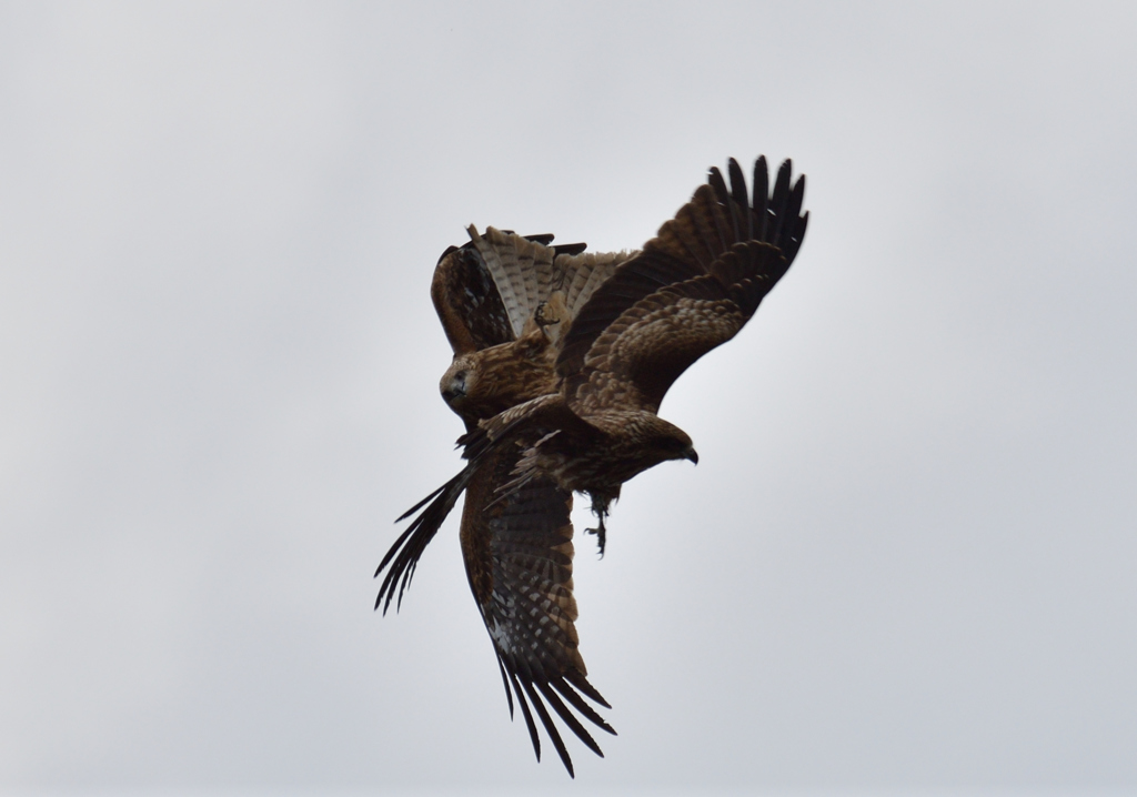 間木堤のオオタカ