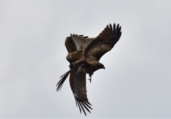 間木堤のオオタカ