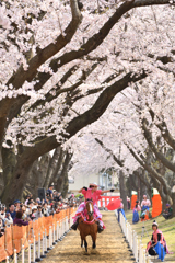 桜流鏑馬