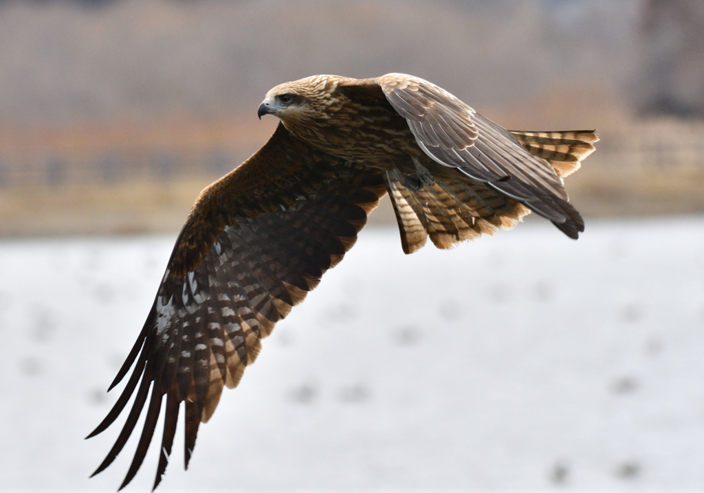 間木堤のオオタカ