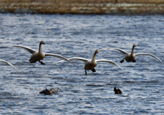 間木堤の白鳥 1