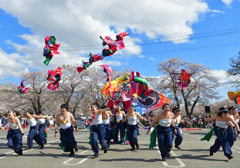 桜よさこい