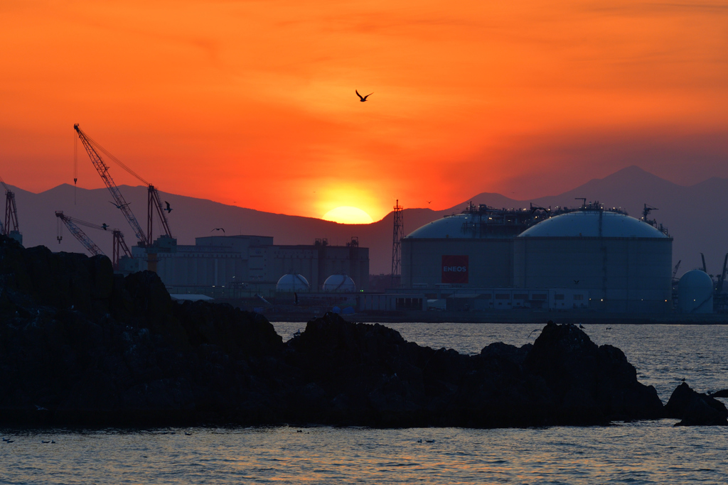 蕪島のウミネコ