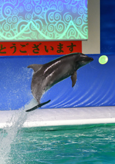 新春イルカパフォーマンス5