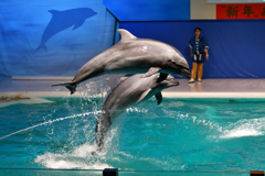 新春イルカパフォーマンス1