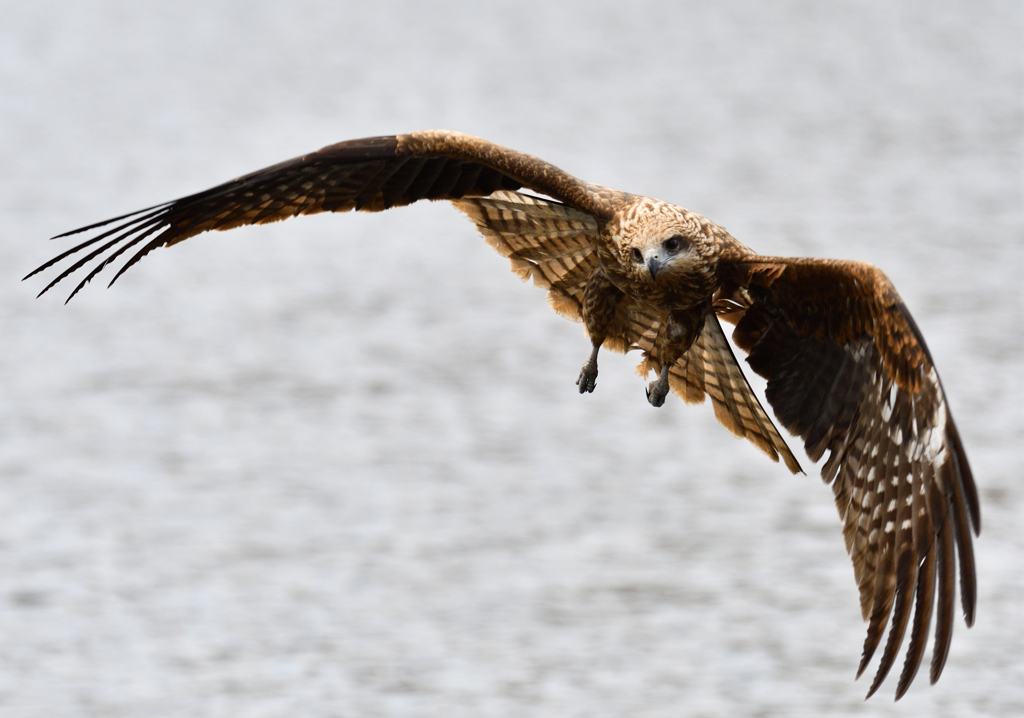 間木堤のオオタカ