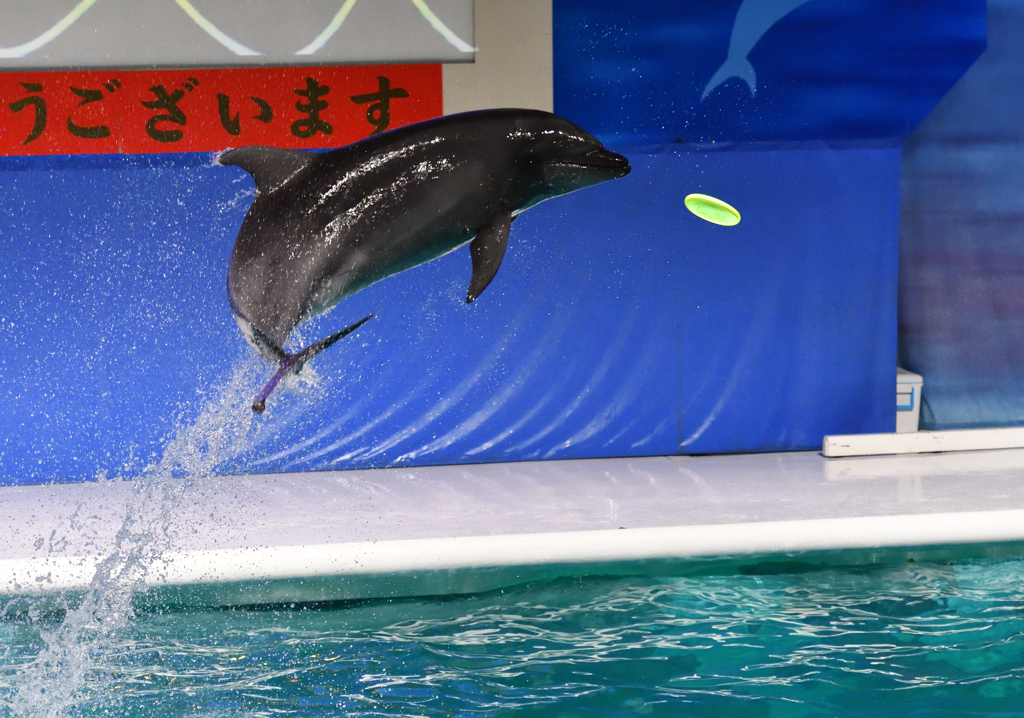 新春イルカパフォーマンス4
