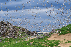 蕪島のウミネコ