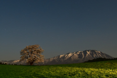 夜の一本桜