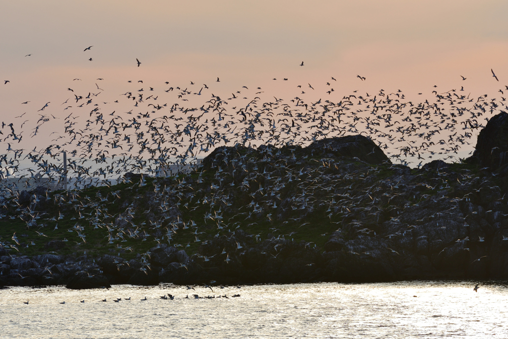 蕪島のウミネコ
