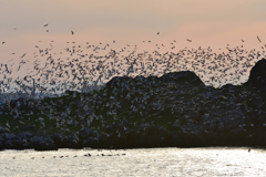 蕪島のウミネコ