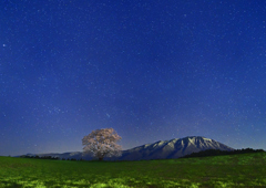 星空の小岩井一本桜