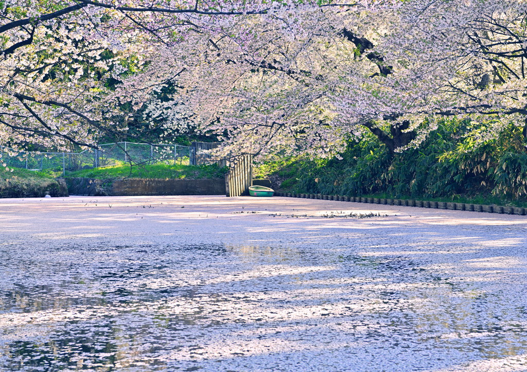 弘前城のさくら