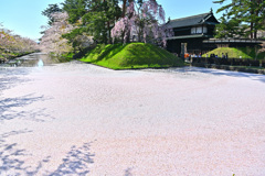 弘前城　桜の絨毯