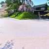 弘前城　桜の絨毯