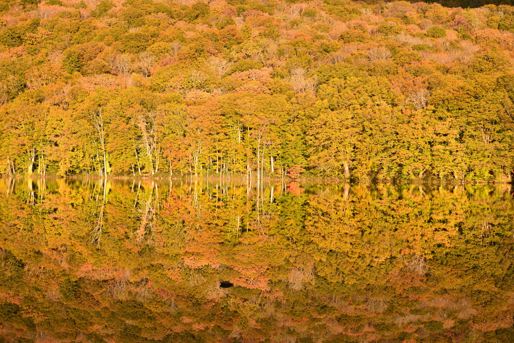 蔦沼の紅葉