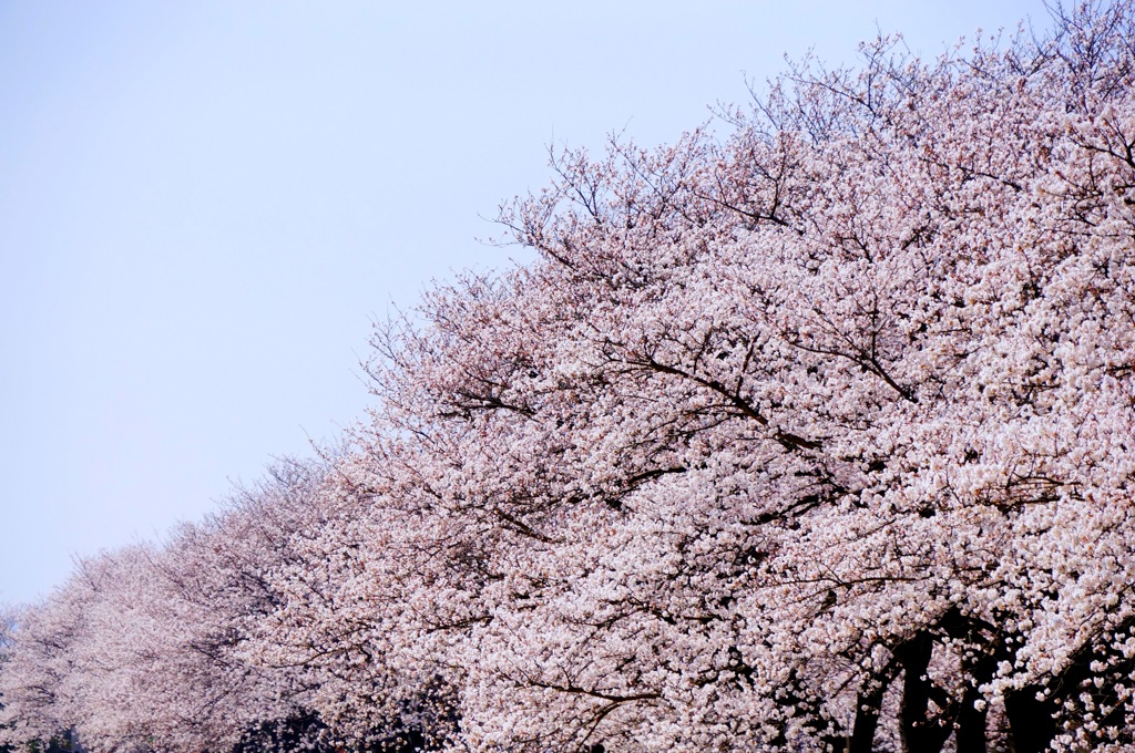 桜霞