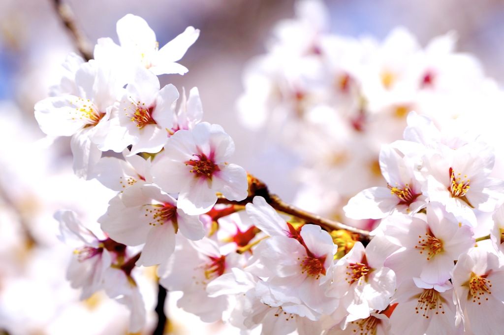 桜