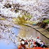 船と桜