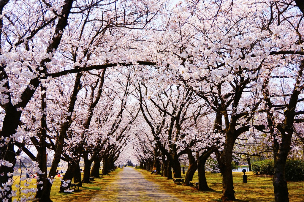 桜の道