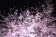 夜光桜