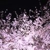 夜光桜