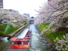 川辺の桜