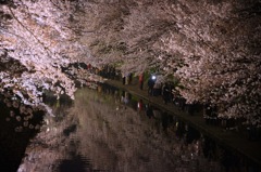 夜桜