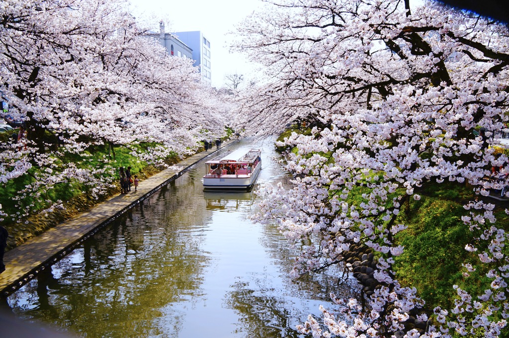 桜遊覧