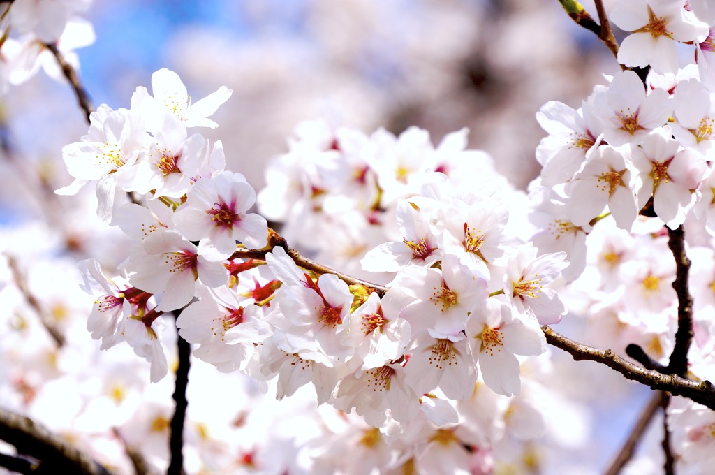 桜