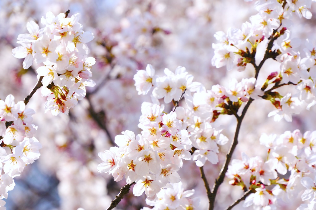 桜