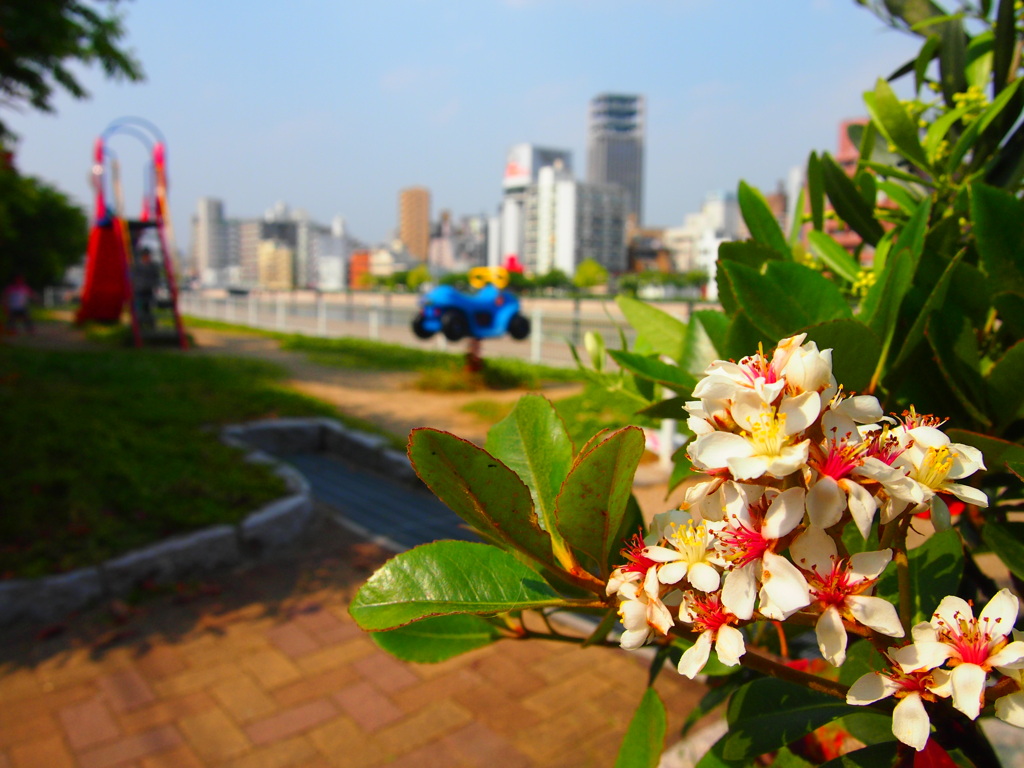 河川敷の公園を彩る名も知らない華