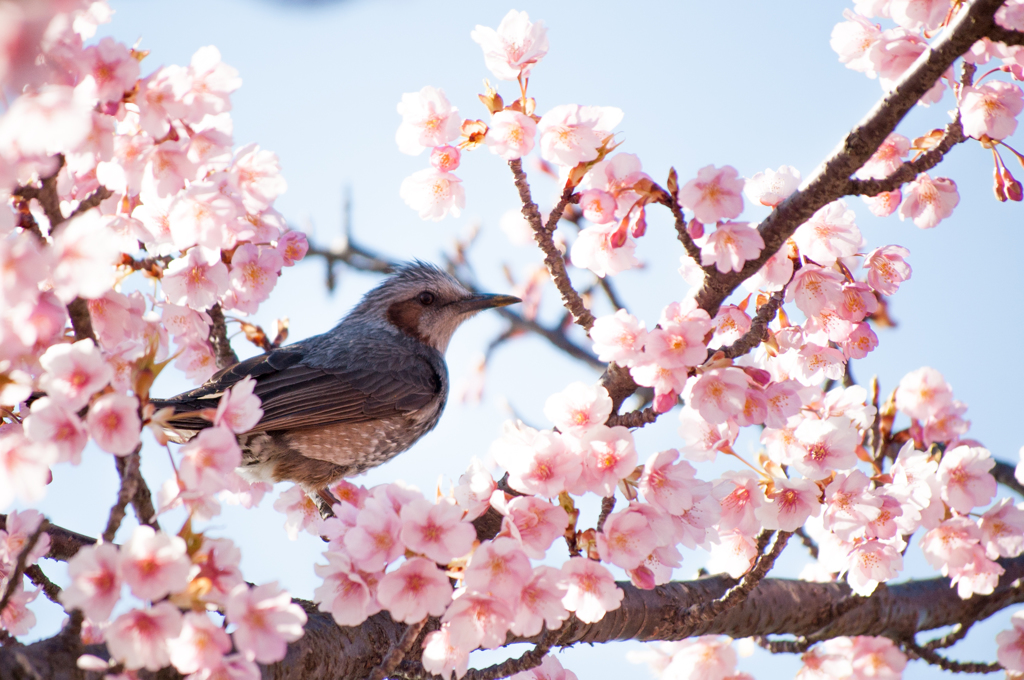 桜鳥（撮り）