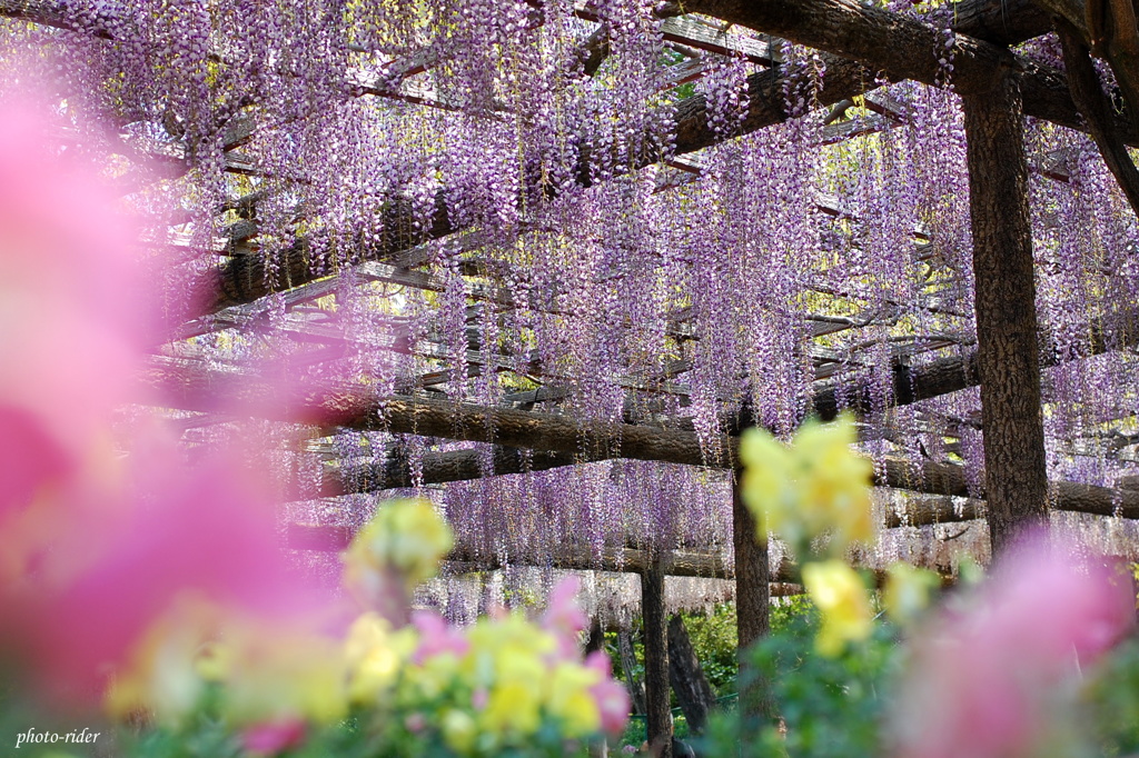 花藤