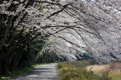 桜トンネル