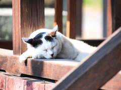 ZZZ・・・