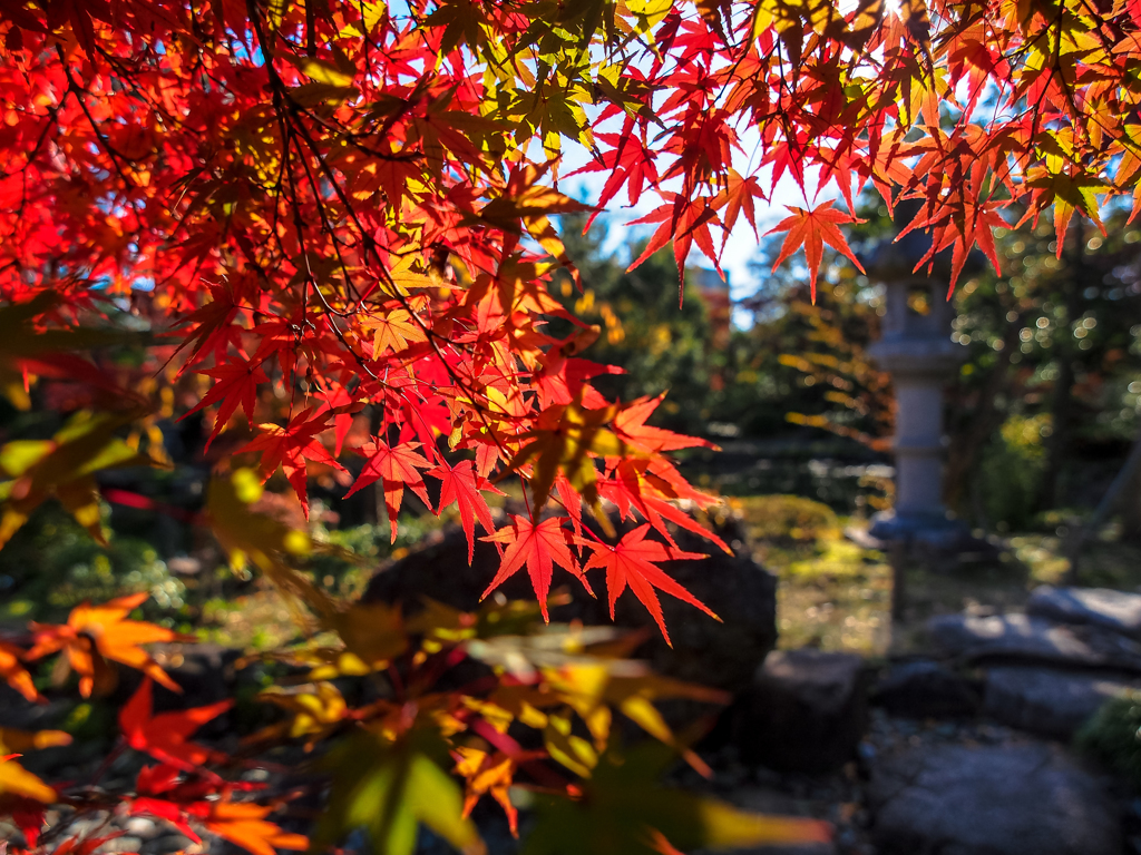 紅レイアー