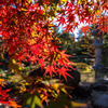 紅レイアー