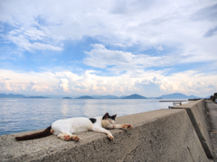 昼下がりの島猫