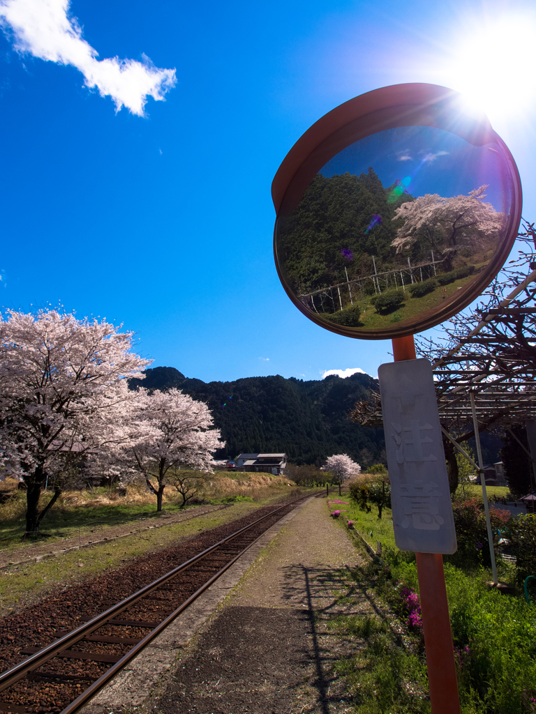 桜ミラー