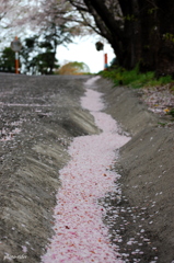 流し桜