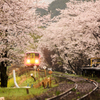 桜色鉄道