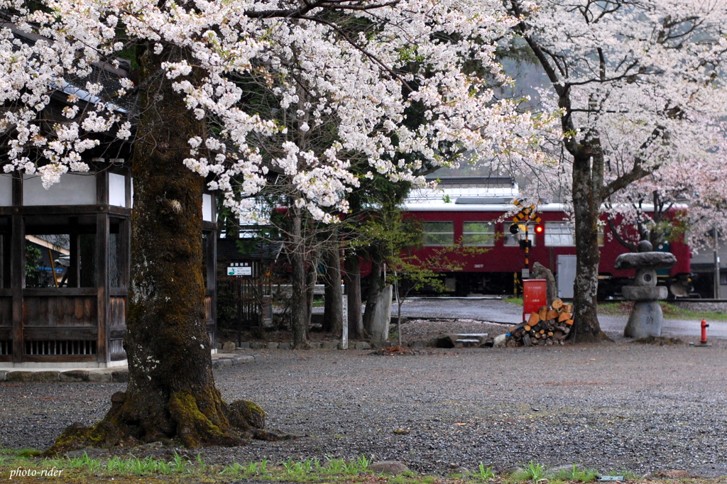 桜長鉄1*