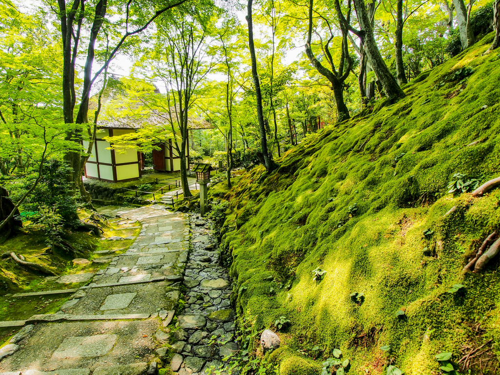 萌黄の道