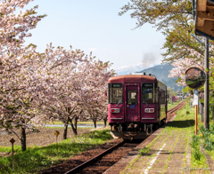 桜長鉄