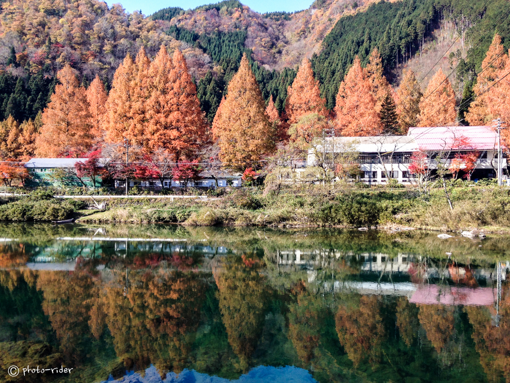 自然園のメタセコイア（iPhone撮影）