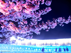桜見ながらナイアガラ