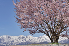 野平の一本桜